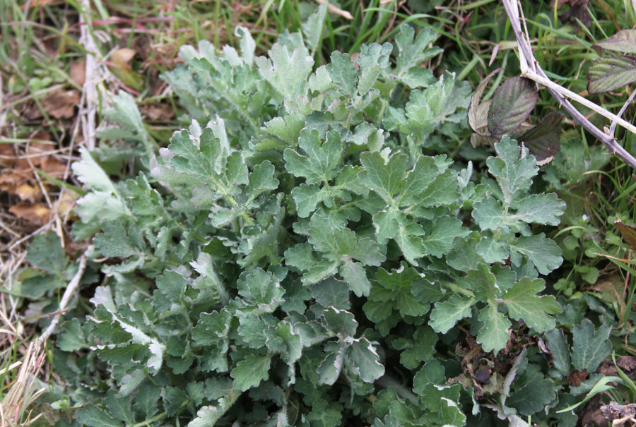 Chelidonium majus L.